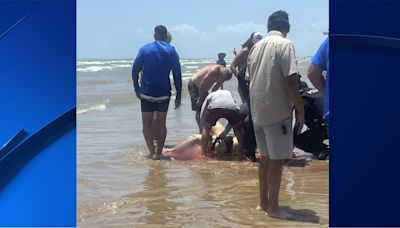 Amarga la fiesta: tiburón muerde a bañista y le causa herida grave