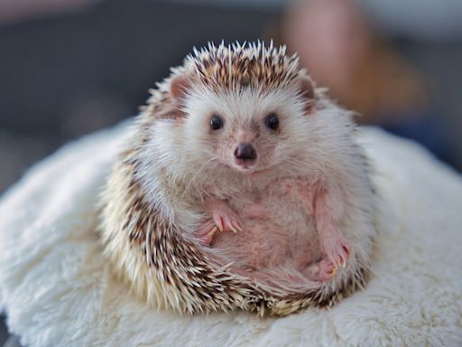 Adorable Video of a Hedgehog Playing with Toys Is Pure Internet Gold