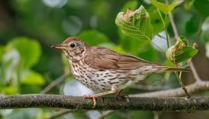 Lights out: Pennsylvania resident asked to turn off outdoor lights as bird migration ramps up