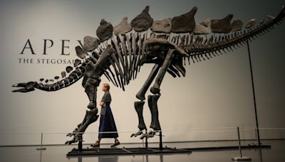 Citadel's Ken Griffin buys a stegosaurus for $45 million in a record auction sale