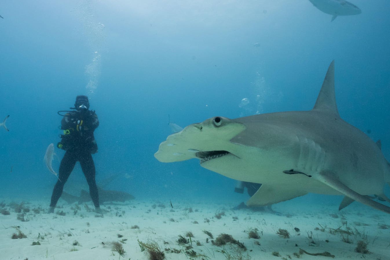 Nat Geo SharkFest Changes Fear To Fascination