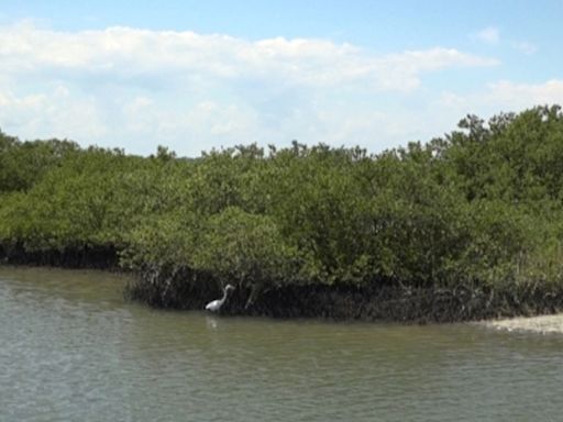 Concerts and conservation go together in St. Augustine's Sing Out Loud Festival