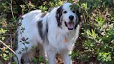 Spoiled Great Pyrenees Will Never Forget the Restaurant That Gave Him Treats