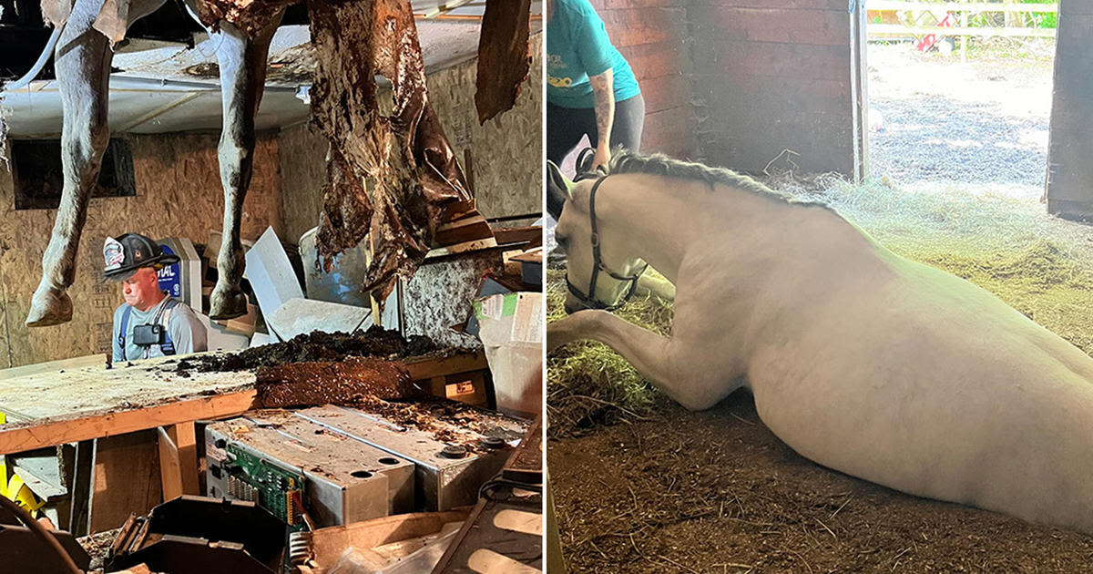 1,200-pound horse that fell through barn floor "doing great" after hours-long rescue