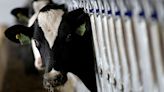 美國乳牛禽流感疫情 出現第3宗牛傳人病例