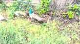 Watch: Peafowl escape Bronx Zoo for New York adventure