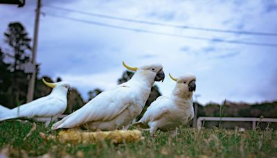 Papagaios sabem o que estão dizendo? Novo estudo tenta desvendar linguagem secreta dos animais