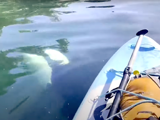 Watch nail-biting moment when orca swims right underneath paddleboarder