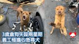 3歲倉狗失蹤兩星期 義工極擔心急尋犬