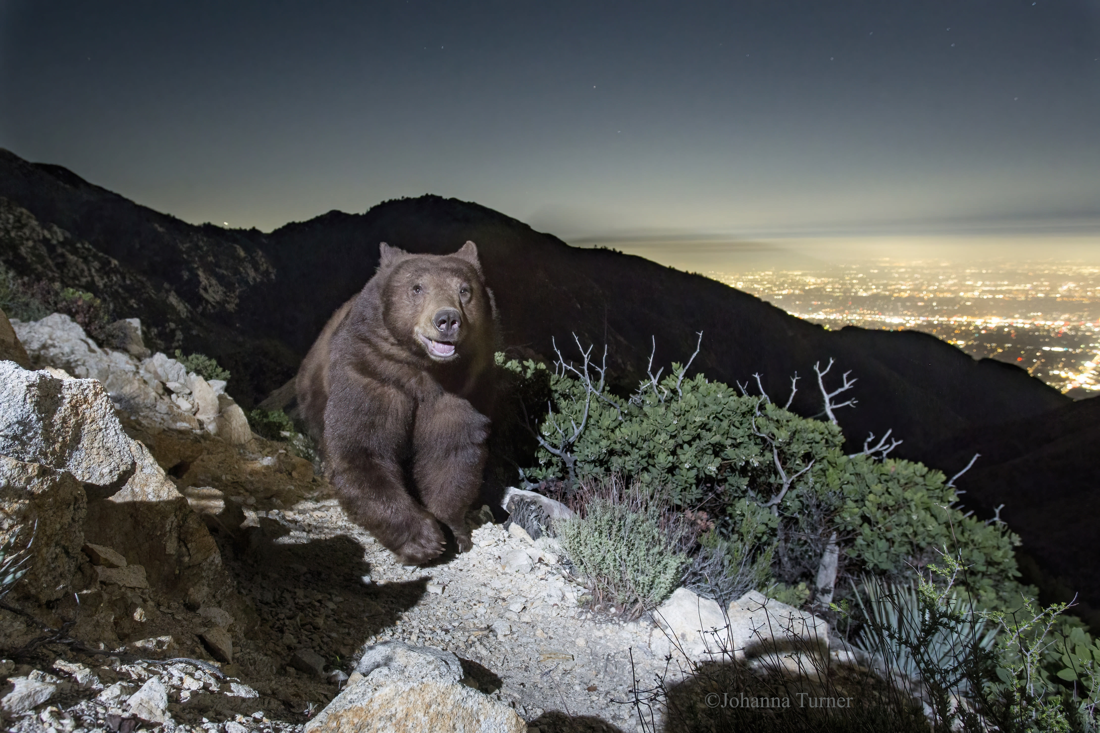 Grin and bear it: Photographer snaps rare image of black bear appearing to smile above Pasadena