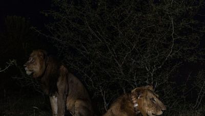 Ces deux lions étonnent les chercheurs en nageant dans une eau infestée de crocodiles