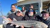 Sturgeon fishing in Suisun Bay rebounds after California storms this winter