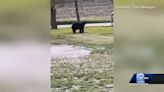 Bear spotted around Lake Mills area
