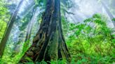 Opinion: The mighty coast redwoods are born to change. But can they evolve fast enough to survive climate warming?