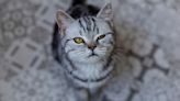 Evil Genius’ Cat Sets Trap to Lock His Sister in a Chest