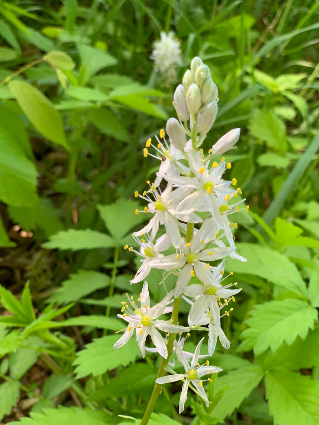 Outdoors column: Wild hyacinth proliferates in this wet, warm spring