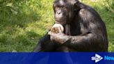 Chimpanzee injured in fatal fight at zoo returns to enclosure