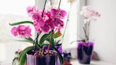 7 mistakes to avoid when growing orchids