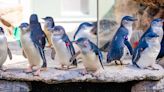 Birch Aquarium welcomes five Little Blue Penguins during first hatch season