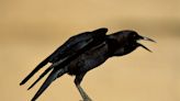Listen: How crows tell each other to buzz off
