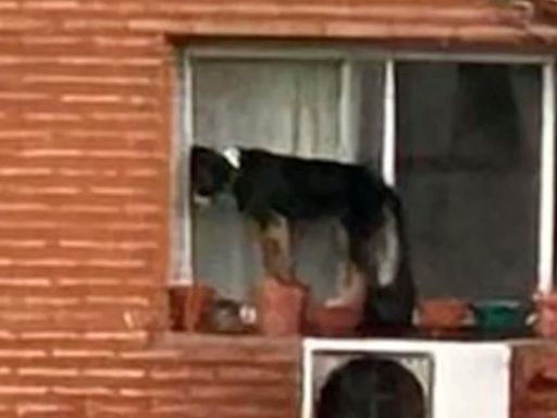 Maltrato animal en Belgrano: rescataron a un perro que estaba por caer al vacío de un sexto piso