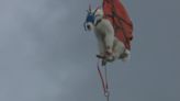 What caused the die-off of hundreds of relocated mountain goats in the North Cascades?