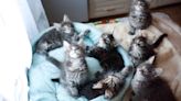 Maine Coon Kittens 'Take Over' Woman's House and It's the Cutest Chaos