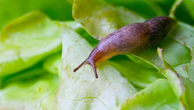‘Easiest' method to remove slugs from the garden works ‘too well’ says gardeners