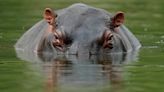 De bosques e hipopótamos