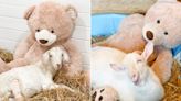 Big Teddy Bear Named Kevin Provides Cuddles and Companionship to Rescue Goats Looking for Love