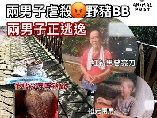 兇殘！葵涌金山休憩公園兩行男虐殺野豬BB 兩男子正逃逸