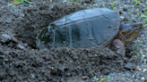 Don’t panic if a snapping turtle lays eggs on your land