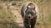 Bear Busts into Arizona Cabin and Mauls Teen Watching TV