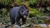 450-pound bear reportedly killed in self-defense in Connecticut