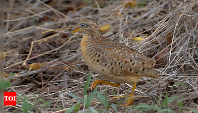 Yellow legged Buttonquail bird sighted in urban area in Ahmedabad - Times of India