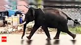 Elephant havoc in Bagodar district | Ranchi News - Times of India