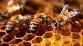 Día Mundial de las abejas: por qué los jóvenes son esenciales en su cuidado