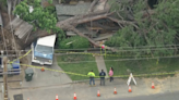 Huge tree falls over and crushes Monrovia home; no one injured