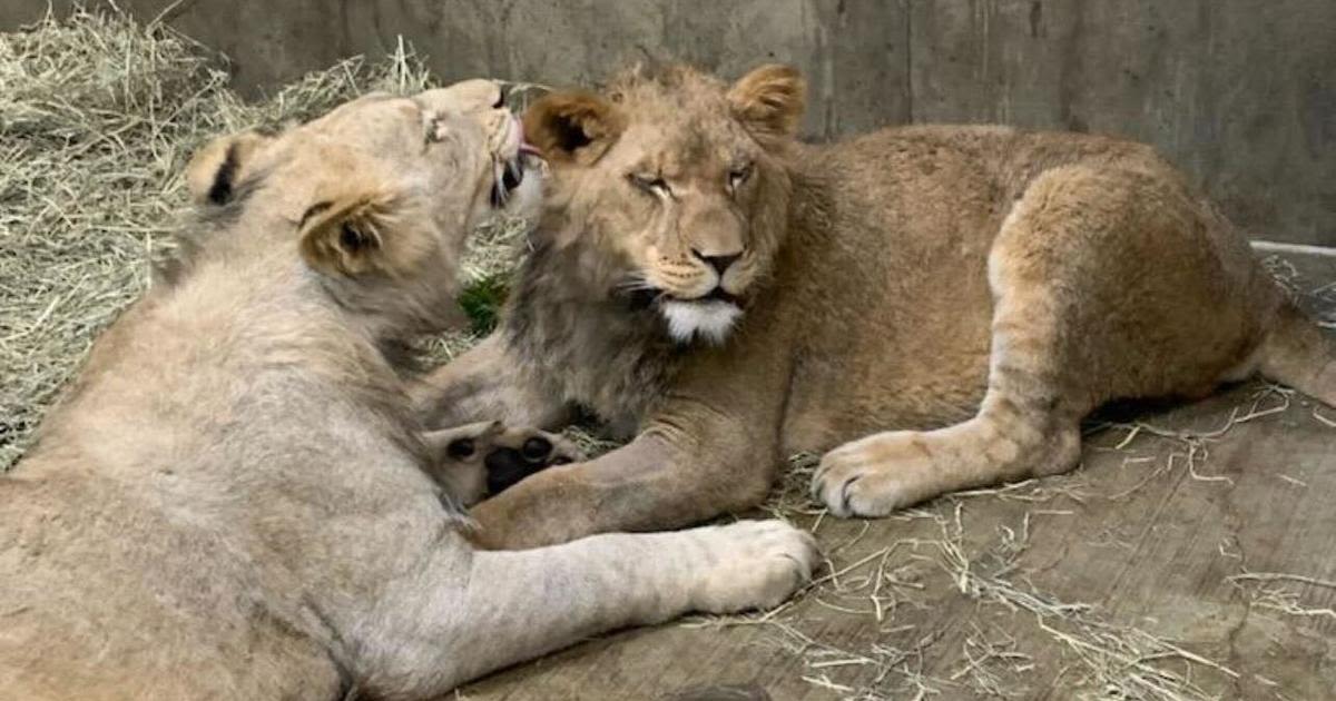 Lincoln Park Zoo lion cub, Lomelok, reintroduced to littermate after surgery