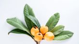 CHARLES REYNOLDS: Keep loquat trees healthy for bountiful harvests