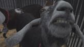 Wyoming Dairy Goat Association “Fuzzy Show” at Archer Event Center