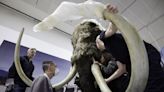 Life-size woolly mammoth takes shape at New York museum