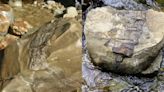 Deadly cyclone unearths fossils of giant marine creatures that lived 80 million years ago