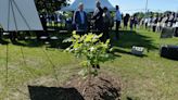 Liberty Tree planted at Presque Isle Gateway near Erie marks US 250th anniversary in 2026