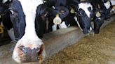 Dairy cattle need bird flu test before moving between states