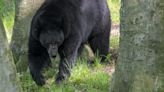 "How Dare You": Woman Scares Bear from North Carolina Deck Using "Teacher Voice"