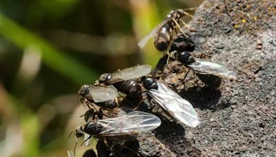 'Flying ant day' warning and expert's ways to deal with it