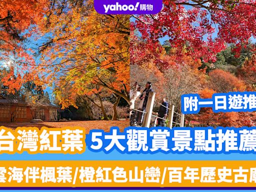 台灣紅葉2024｜全台5大賞楓景點推薦！雲海伴楓葉/橙紅色山巒/百年歷史古廟