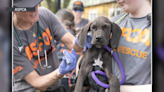 Great Danes rescued from breeding operation looking for foster families in Pennsylvania