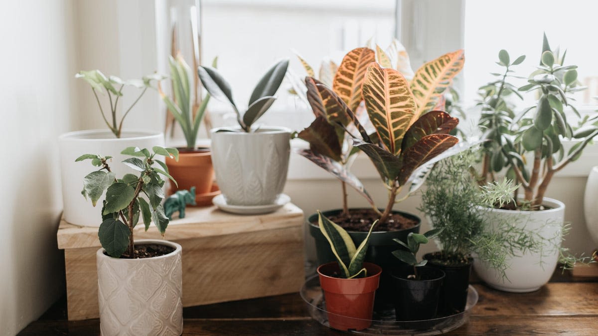 Put One of These Houseplants in Your Kitchen to Keep Bugs Away